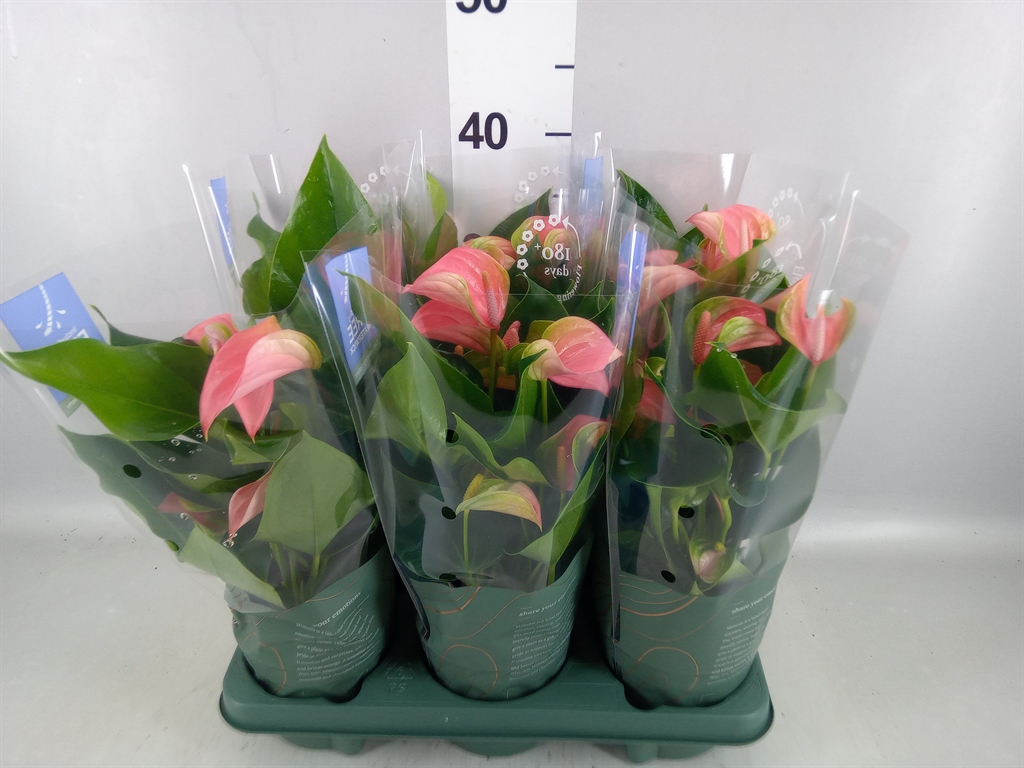 Anthurium Joli 12Ø 40cm