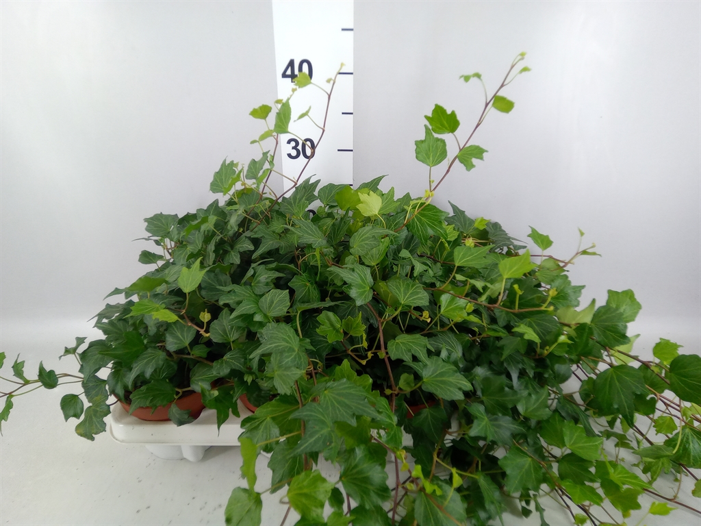 Hedera Helix Green Ripple 13Ø 30cm