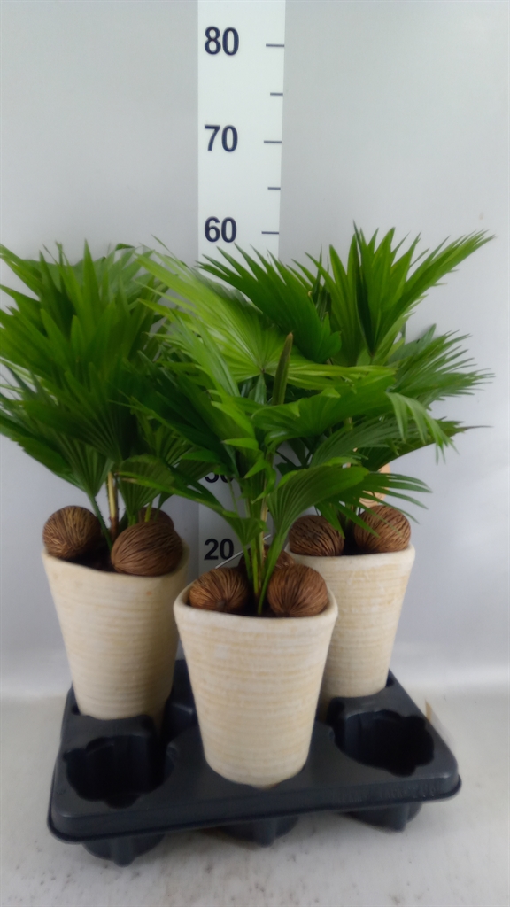 Livistona Rotundifolia 16Ø 45cm