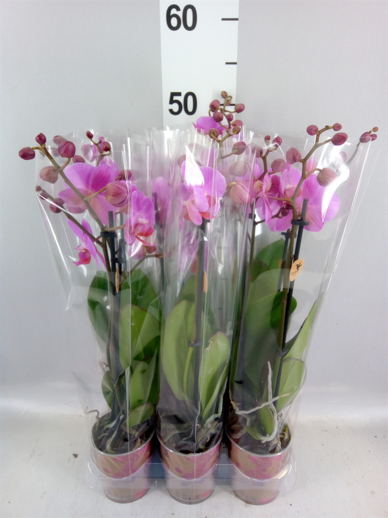 Phalaenopsis Fredrikstad 9Ø 40cm 2st