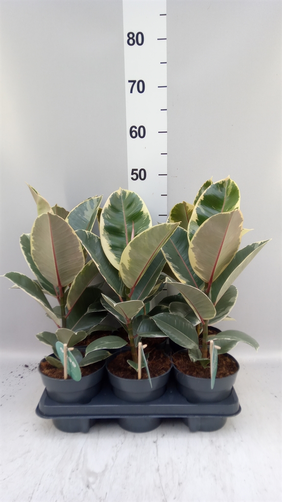 Ficus Tineke 14Ø 40cm