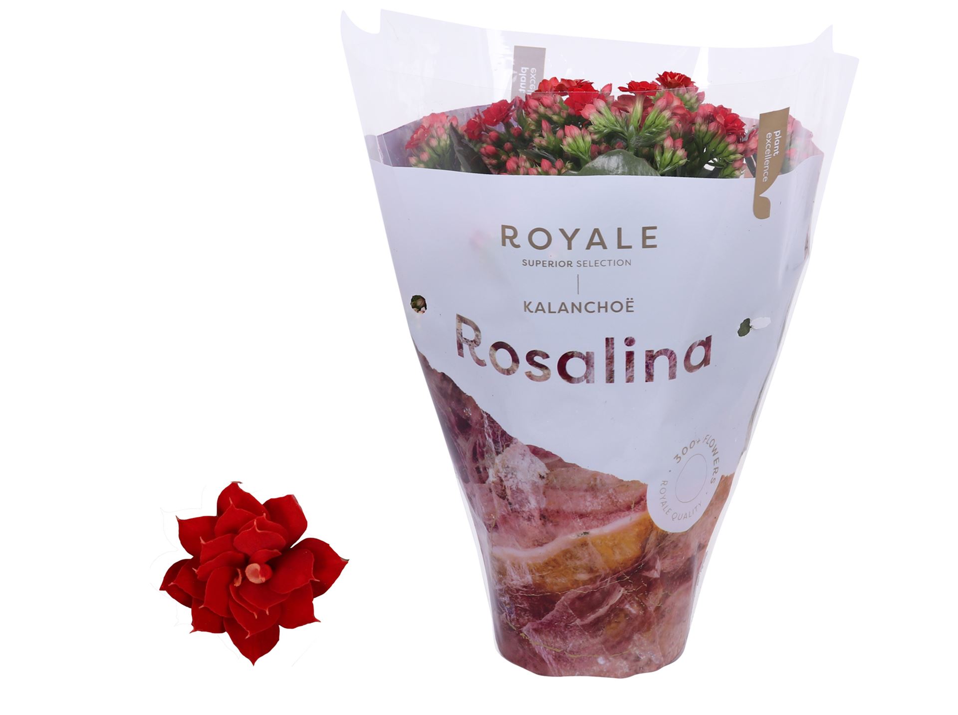 Kalanchoe Double Rosalina Don Justino 12Ø 27cm