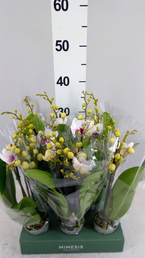 Phal Mf Ov Roze 7Ø 32cm
