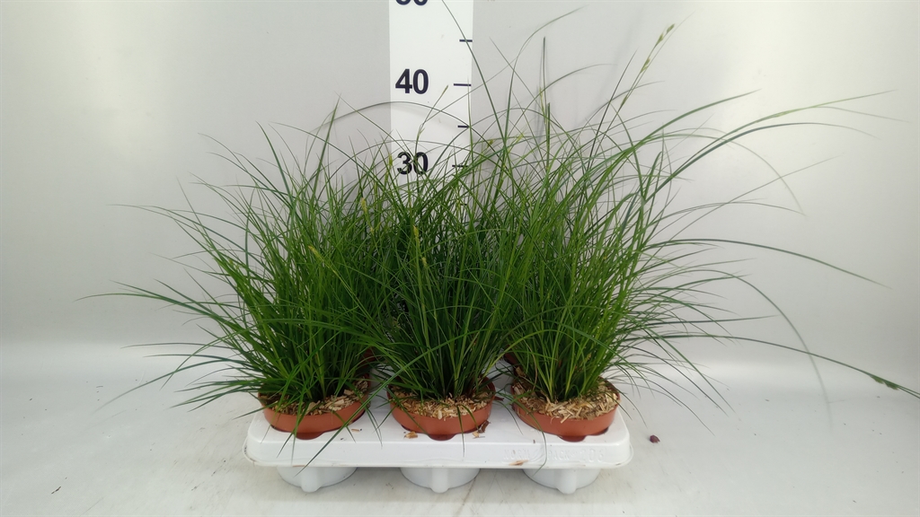 Carex Brunnea 12Ø 25cm