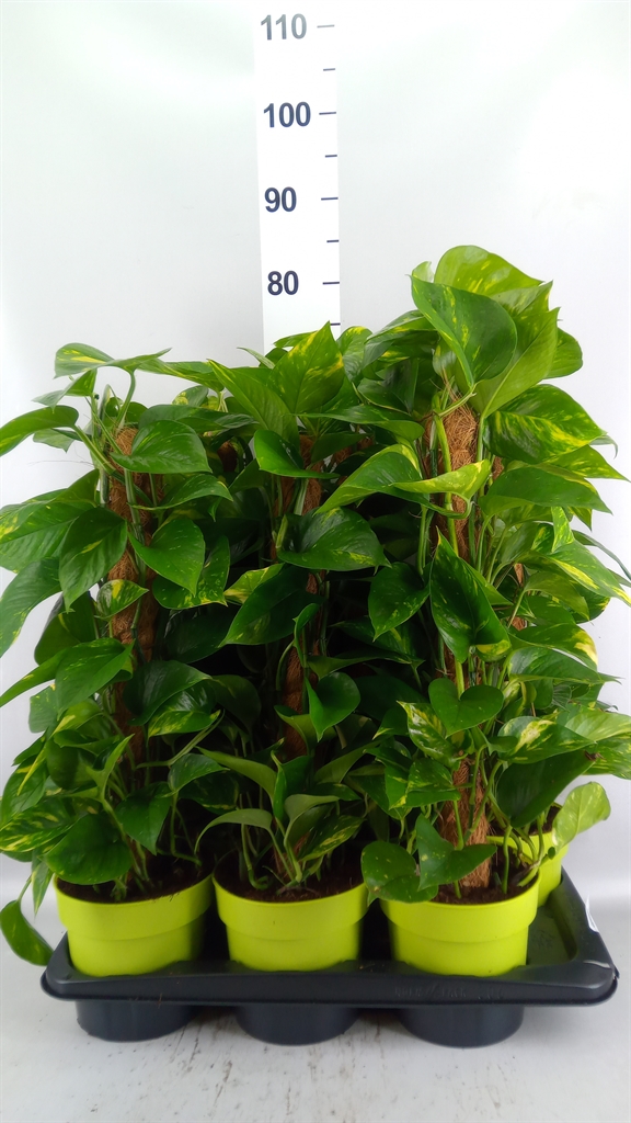 Epipremnum Moss Stick 17Ø 70cm