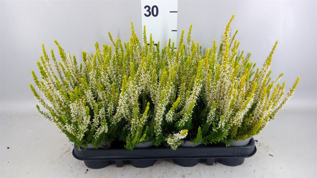 Calluna Beauty Ladies Agneta 9Ø 20cm
