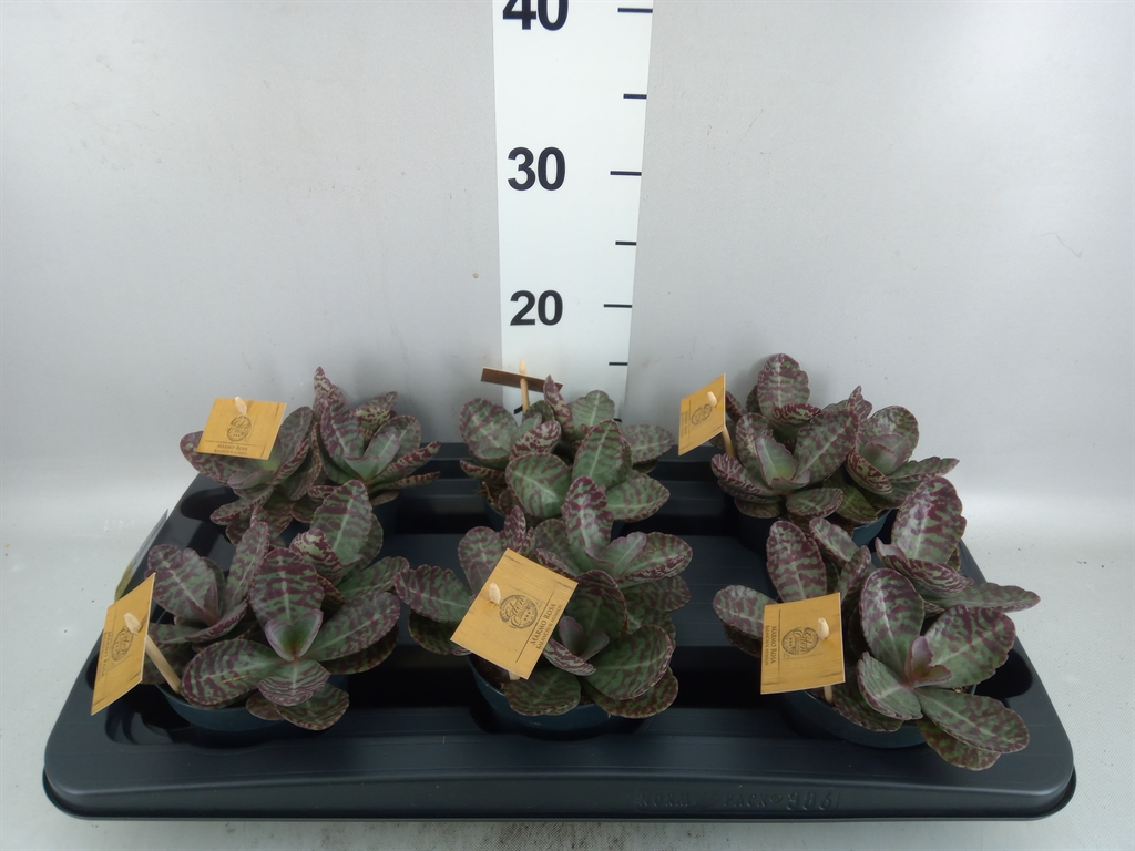 Kalanchoe Surprising Desert 12Ø 30cm
