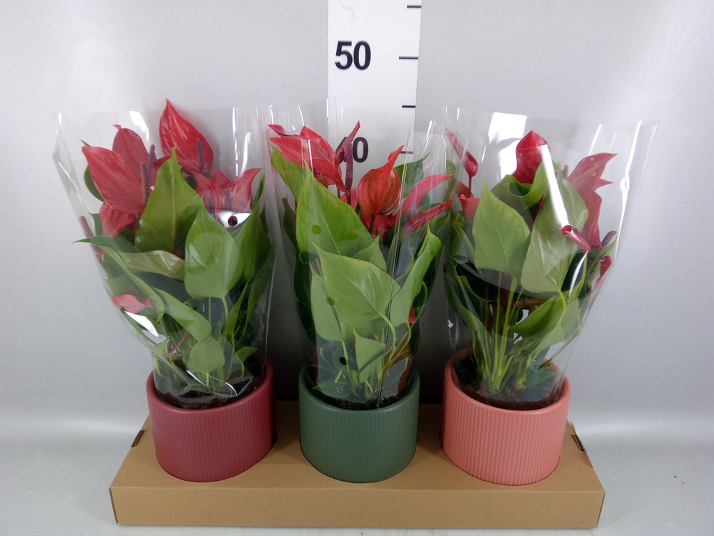 Anthurium Banderola Lava 12Ø 35cm