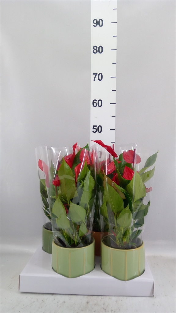 Anthurium Banderola Lava 12Ø 45cm