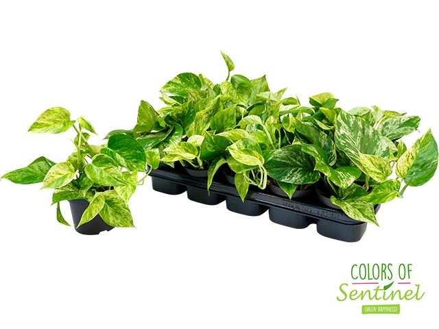 Epipermnum Marble Queen 12Ø 25cm