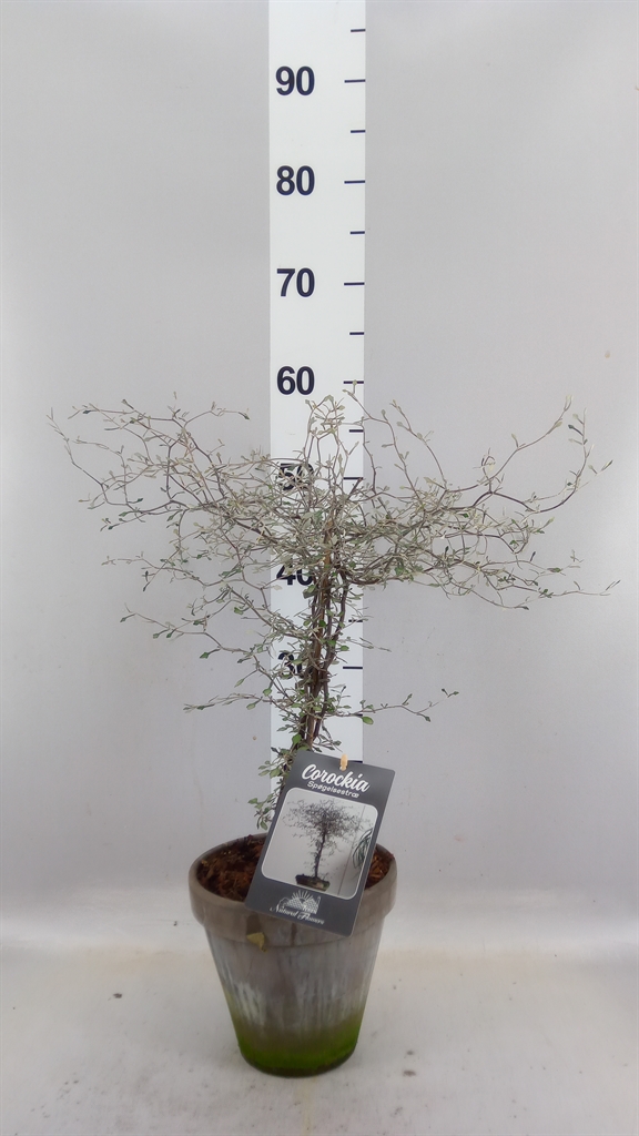 Corokia Cotoneaster 18Ø 40cm