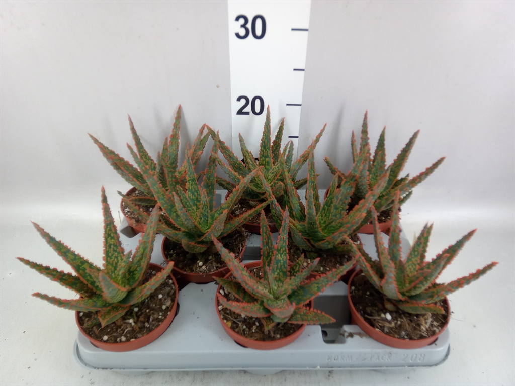 Aloe Overig 510Ø 18cm