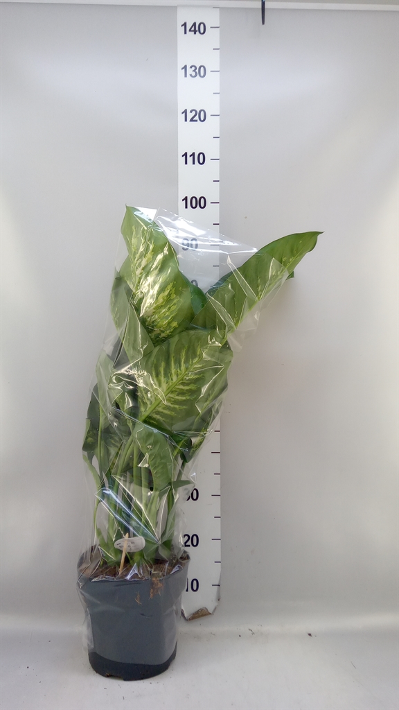 Dieff Seguine Reva 24Ø 75cm