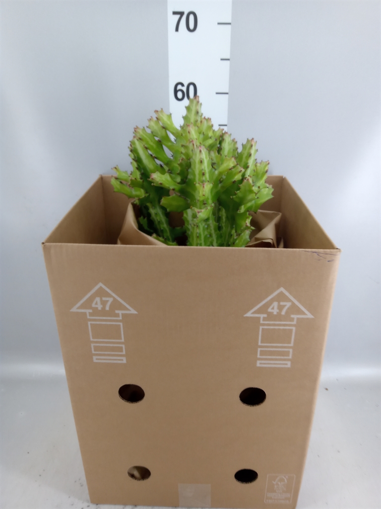 Euphor Succulenten 24Ø 60cm