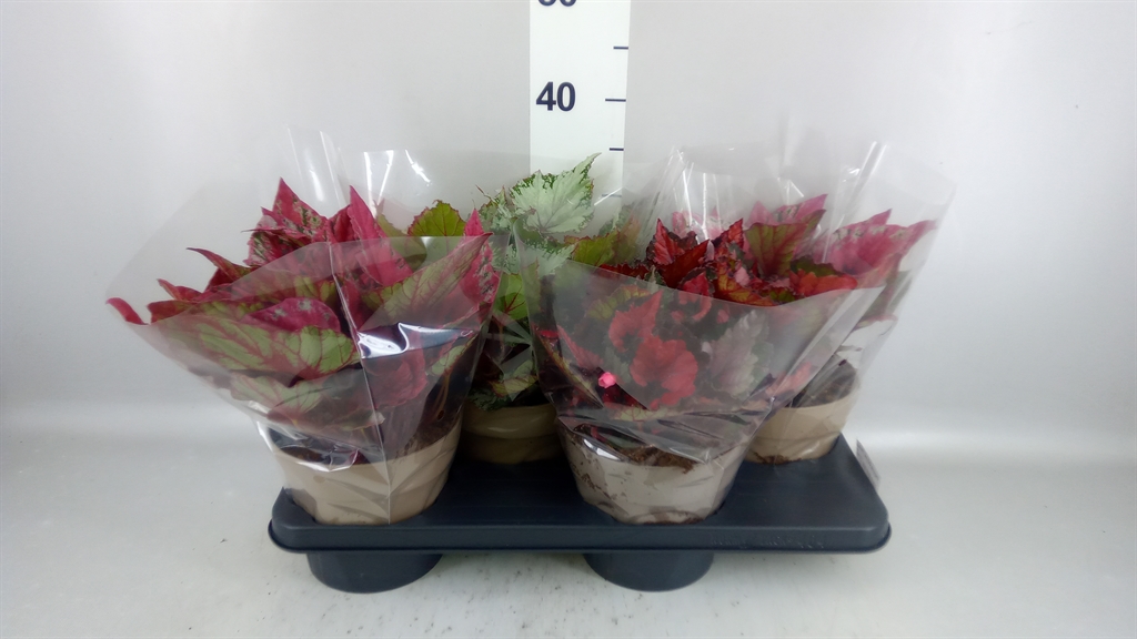 Begonia Leaf Beleaf Mix 17Ø 33cm