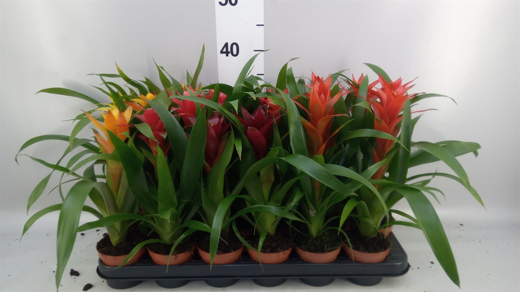 Guzmania Mix 5 Kinds 9Ø 32cm