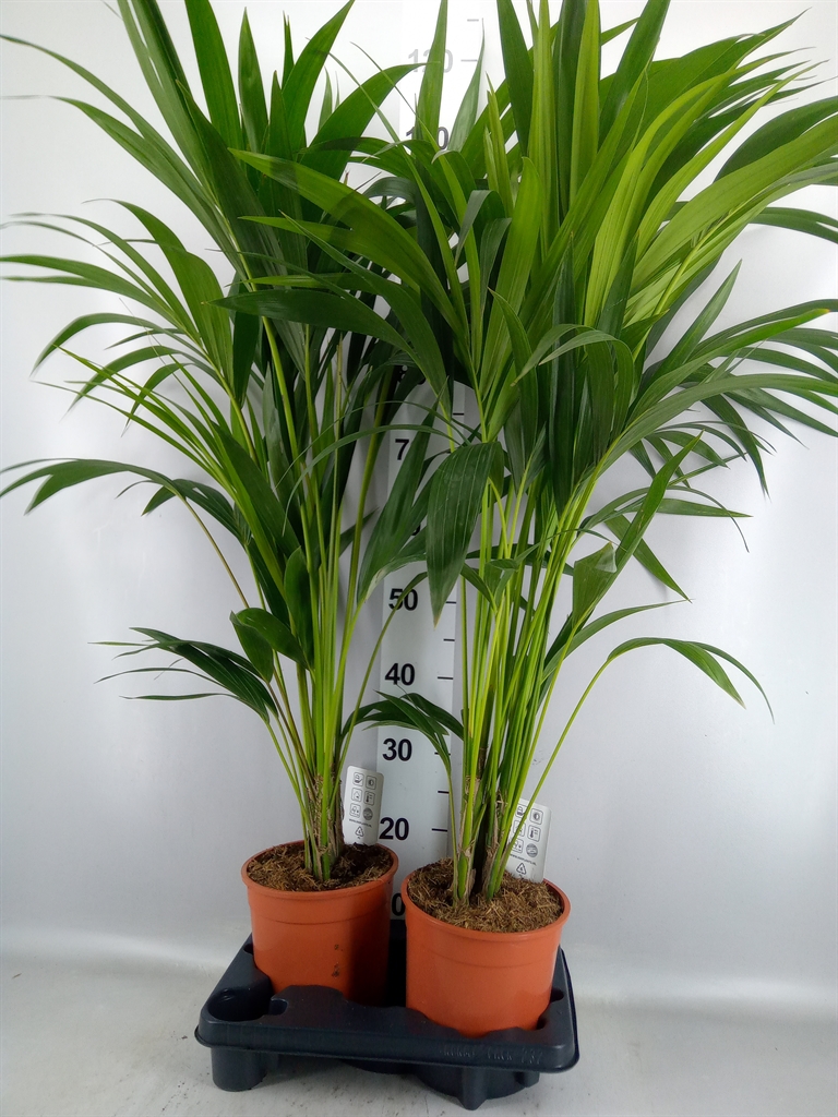 Howea Forsteriana 19Ø 110cm