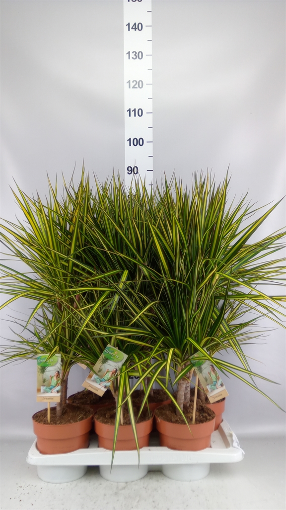 Dracaena Sunray 17Ø 75cm