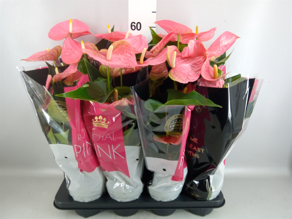 Anthurium Colorado 14Ø 50cm