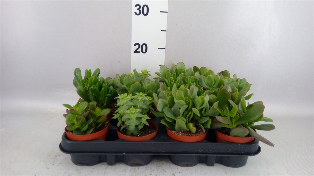 Crassula Mixed 8Ø 12cm