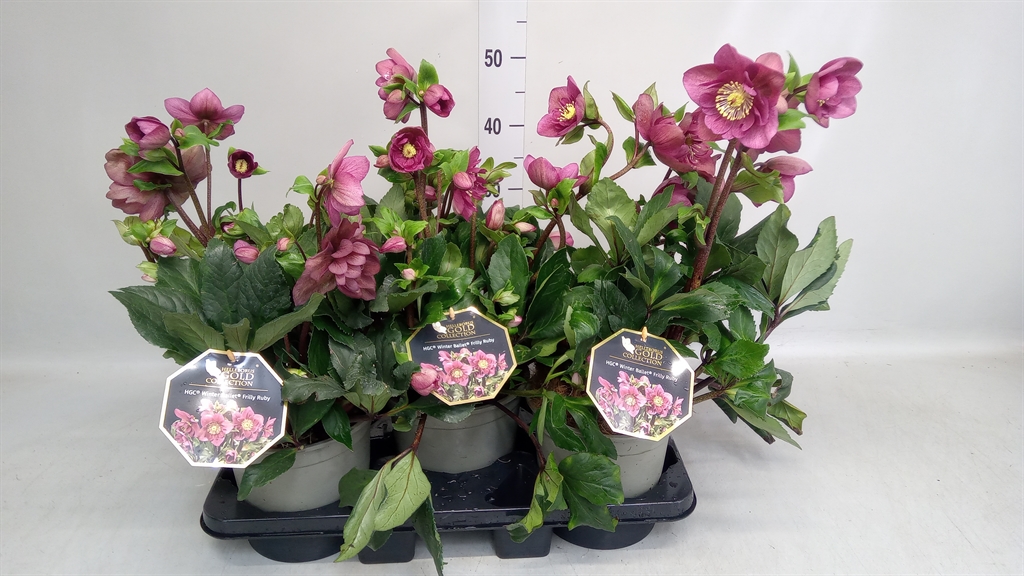 Hell Hgc Wb Fri Ruby 19Ø 35cm
