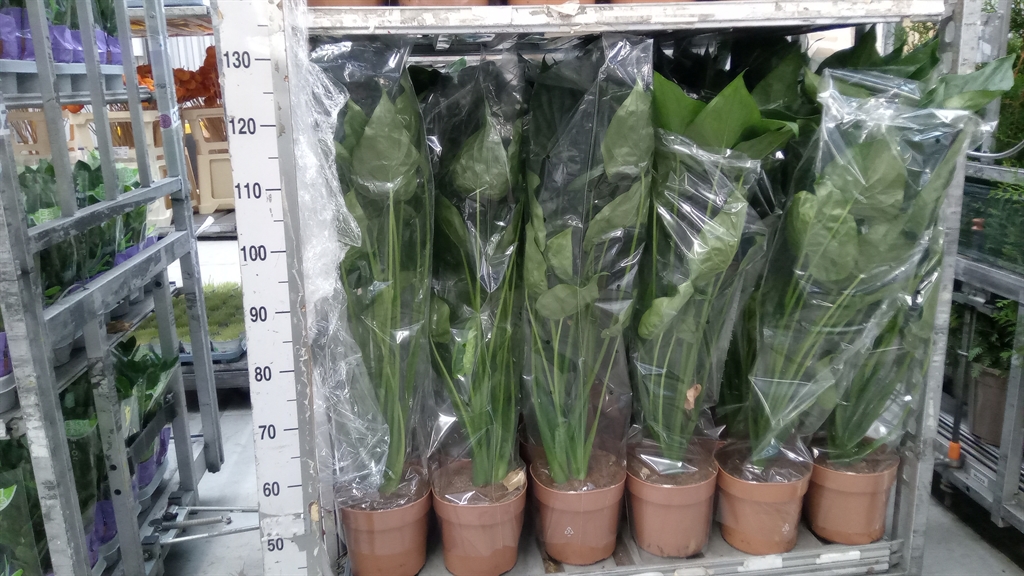 Alocasia Cucullata 21Ø 100cm
