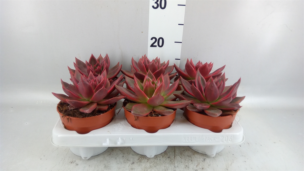 Echeveria Taurus 12Ø 20cm
