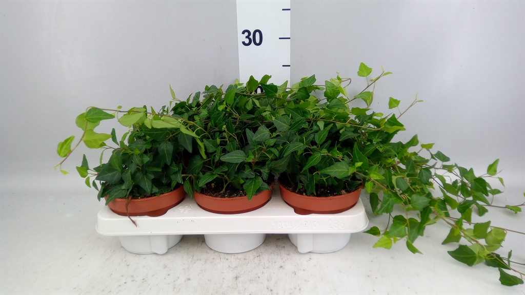 Hedera Helix Lady Kay 13Ø 30cm