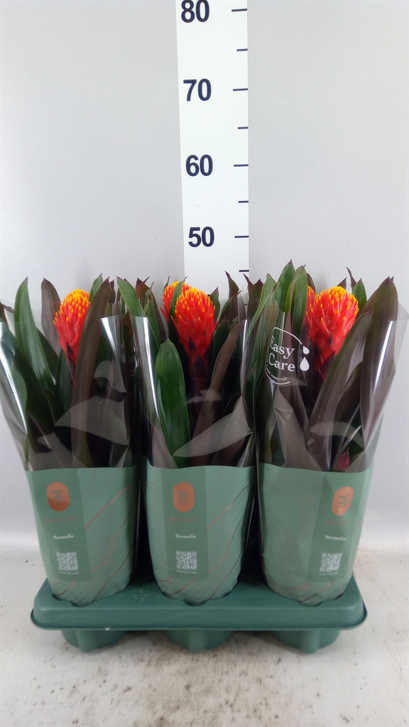 Guzmania Tala 12Ø 43cm