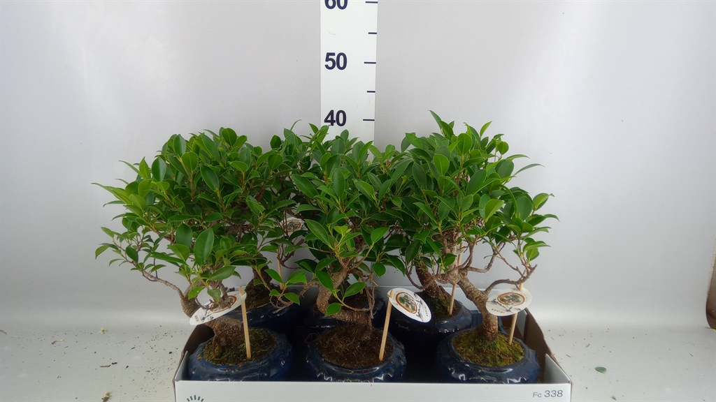 Bonsai Mix 17Ø 35cm