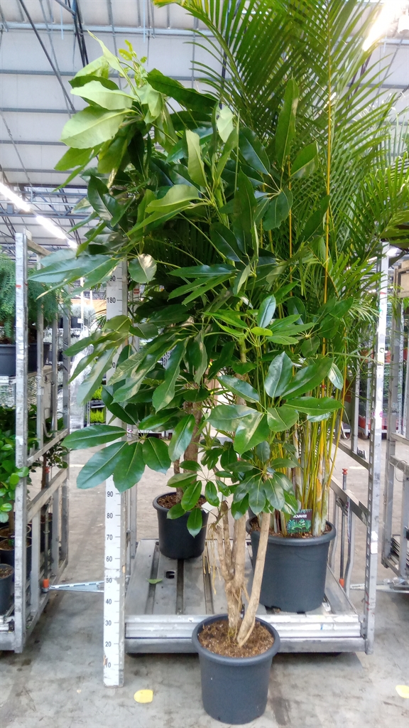 Schef Ov Amate 40Ø 200cm