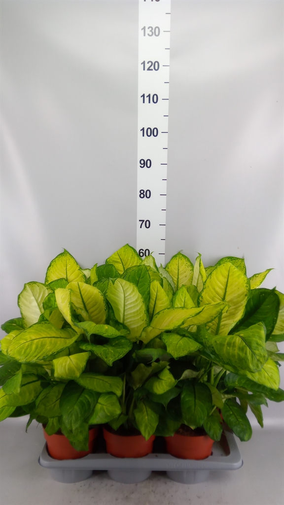 Dieff Seguine Ov 17Ø 50cm