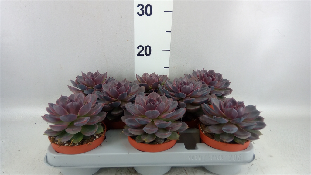 Echeveria Grey Prince 510Ø 14cm