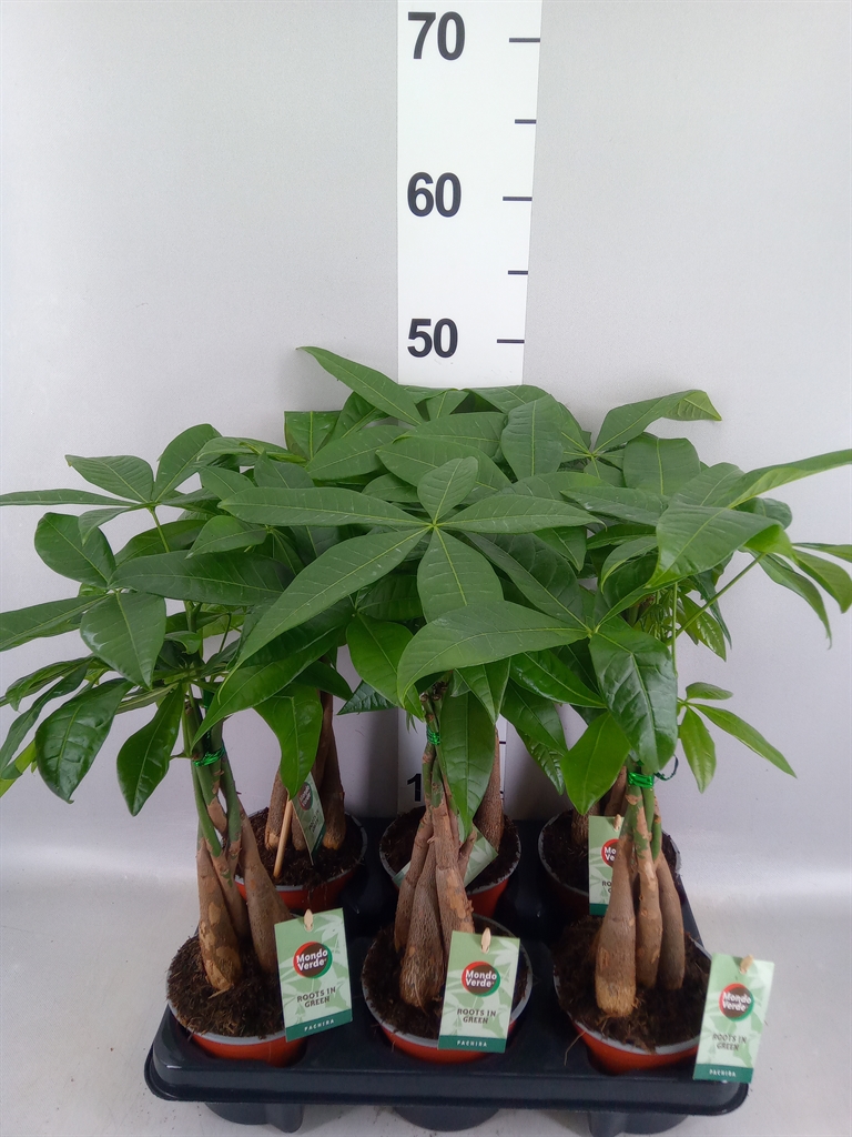 Pachira Aquatica 12Ø 45cm