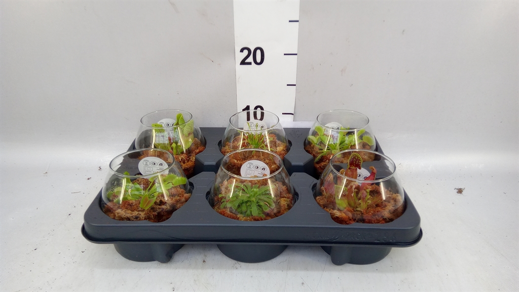 Fly Catchers 13Ø 12cm