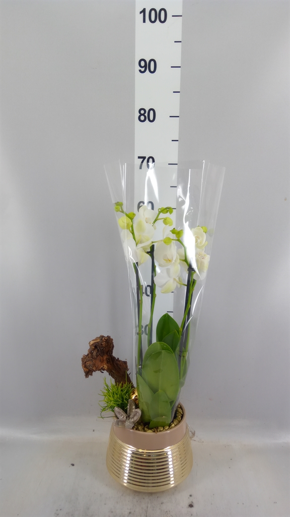 Arrangement Phalaenopsis Mt 20Ø