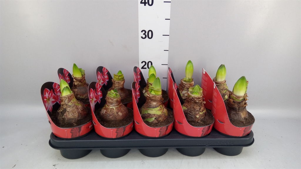 Hippeastrum Spartacus 12Ø 25cm