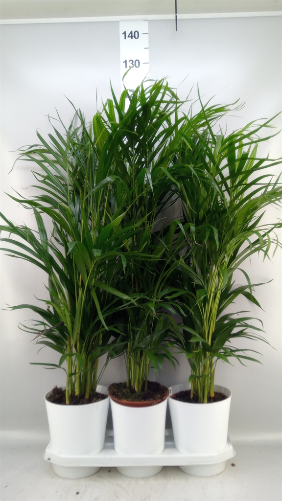 Dypsis Lutescens 20Ø 110cm