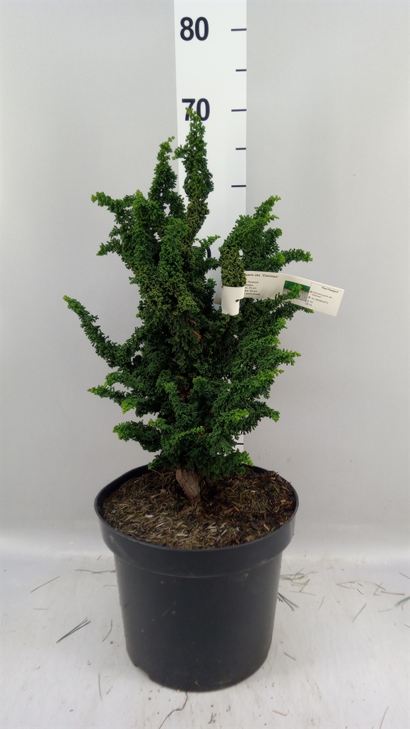 Chamaecyparis Obtusa 26Ø 50cm