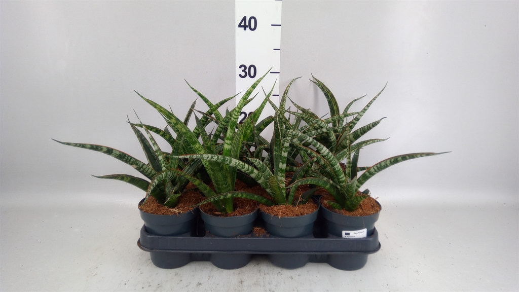 Sansevieria Trifasciata 10Ø 35cm