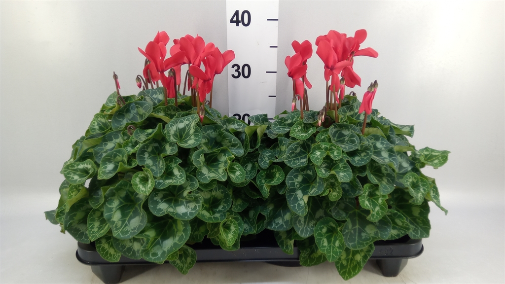 Cyclamen Super Serie Xl 15Ø 36cm