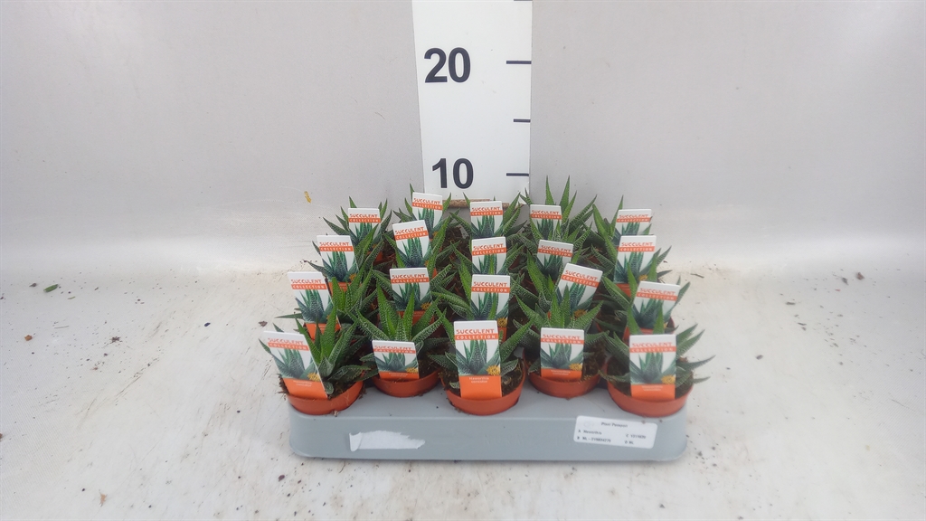 Haworthia Concolor 5Ø 8cm