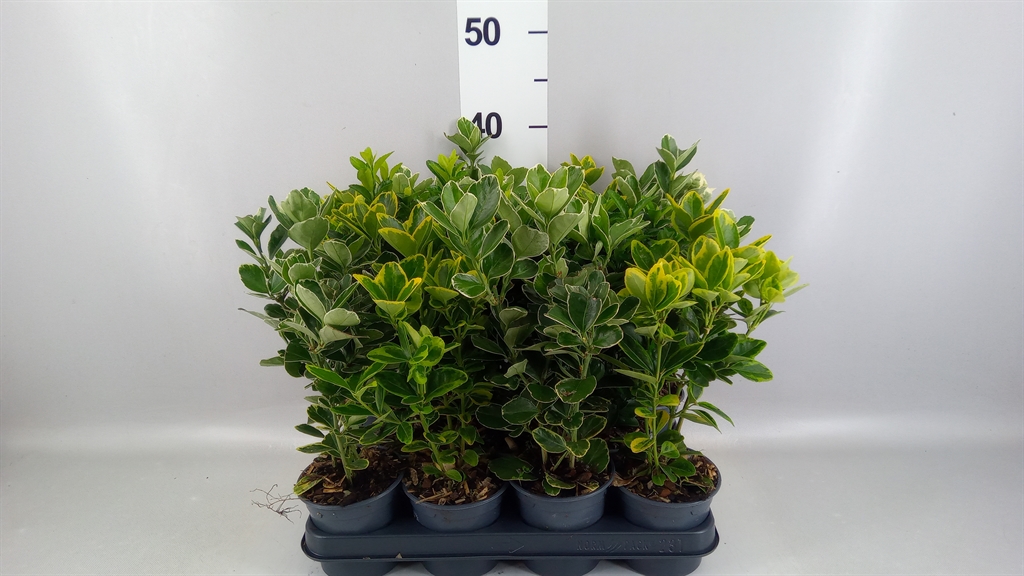 Euonymus Mix 10Ø 35cm