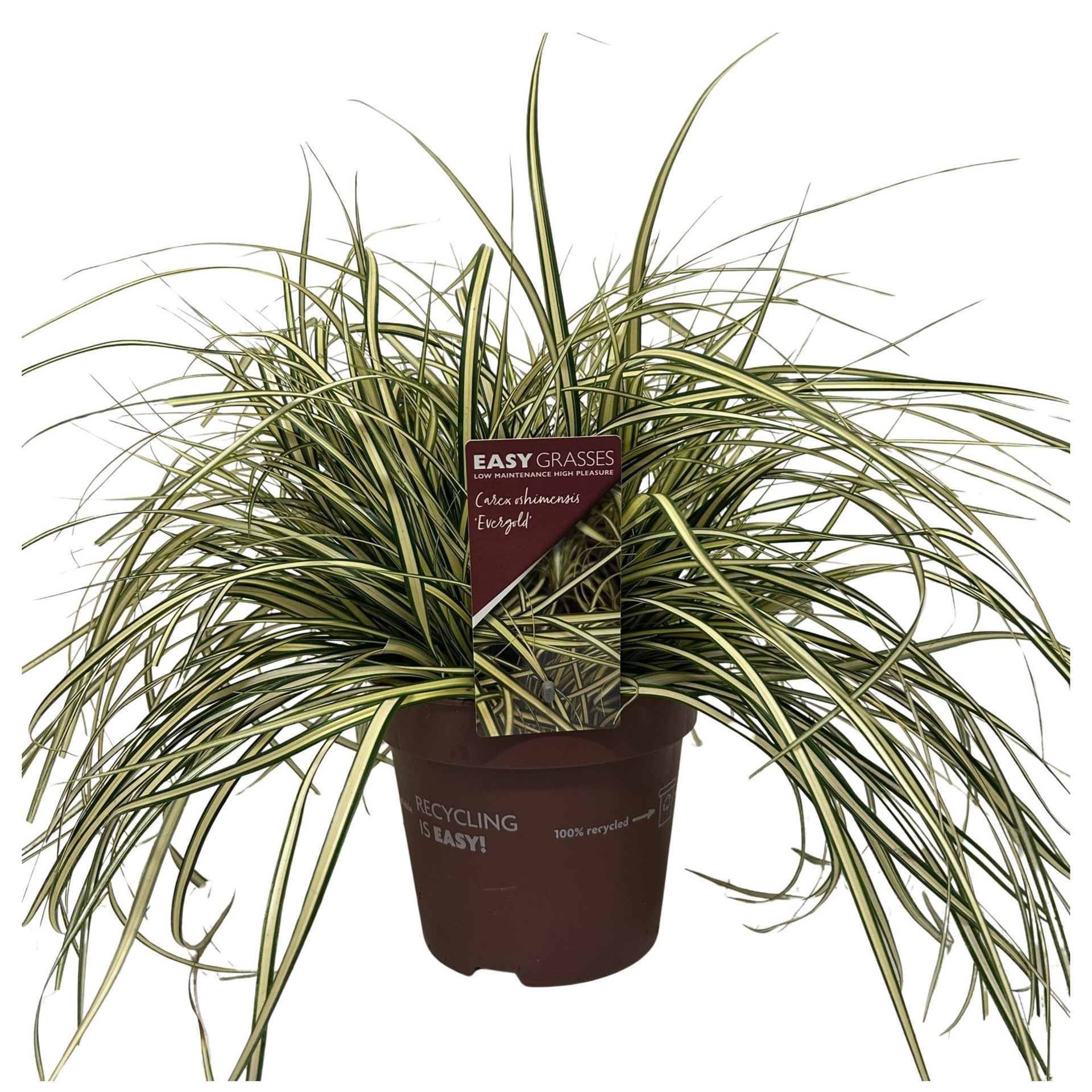 Carex Evergold 17Ø 35cm