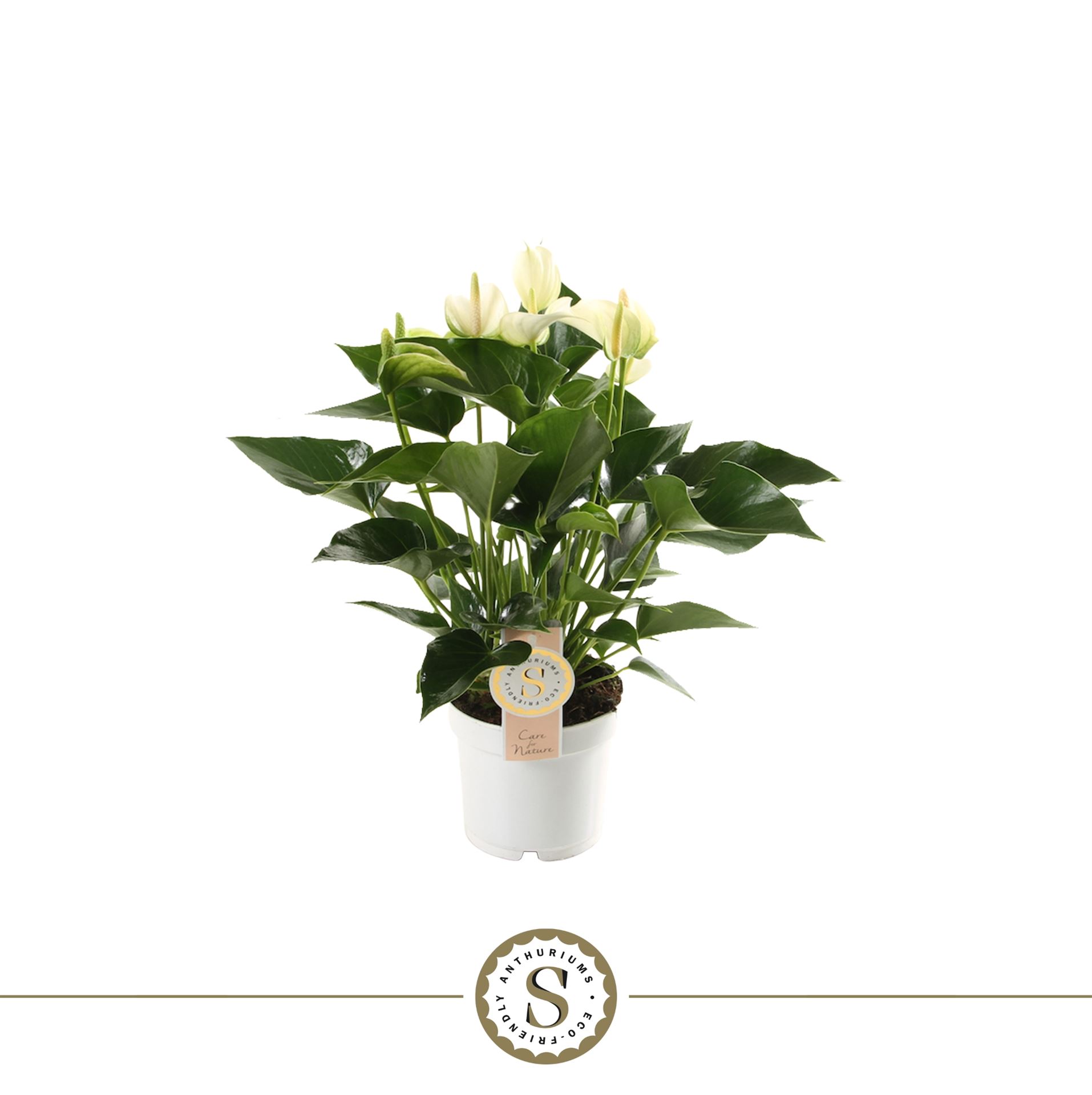 Anthurium White Champion 12Ø 40cm
