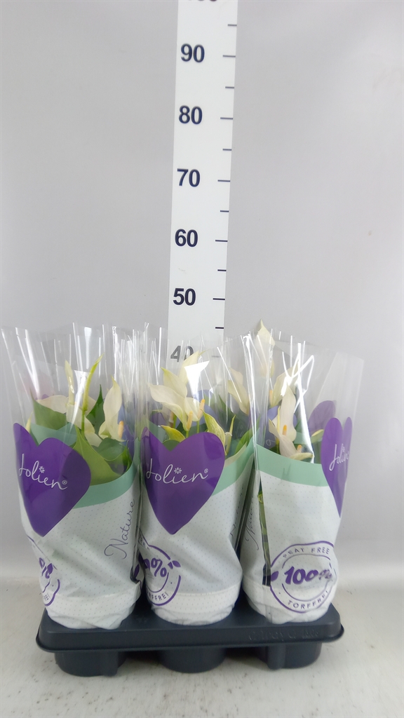 Anthurium Banderola Cava 14Ø 50cm