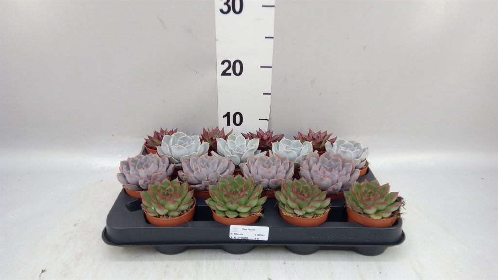 Echeveria Mixed 7Ø