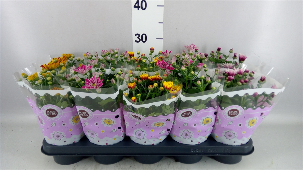 Chrysanth Mix Flower 12Ø 25cm