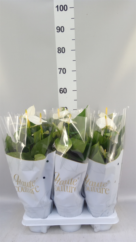 Anthurium Cocos 14Ø 50cm
