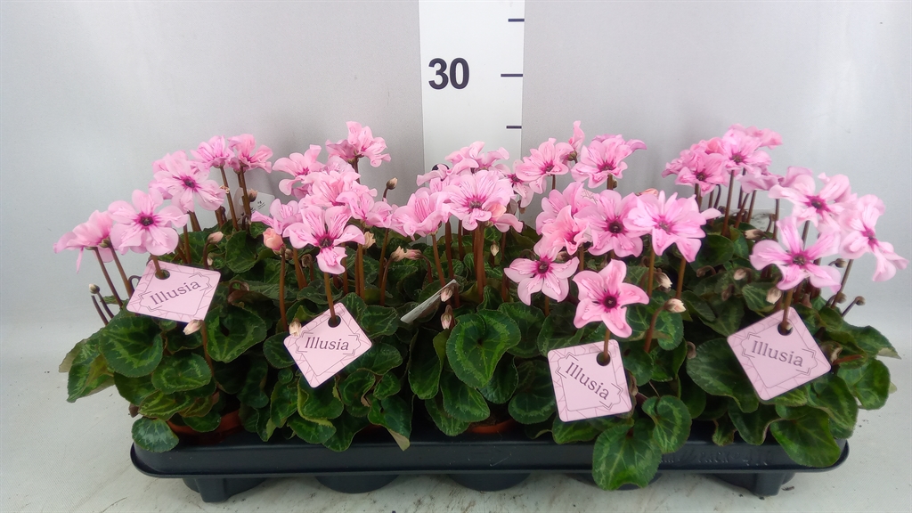Cyclamen Persicum Illusia 9Ø 18cm